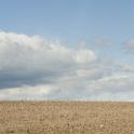 crop stubble in a field