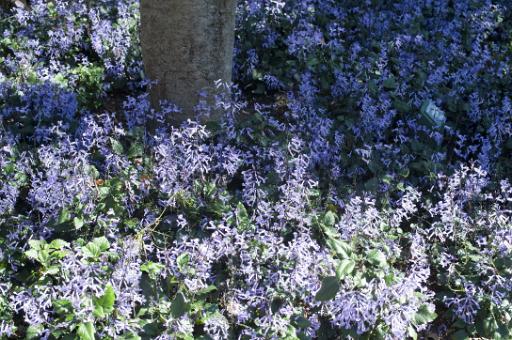 bluebells on a woodland floor