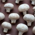 Neatly arranged fresh white button mushrooms, or agarics, the most commonly cultivated fungi for culinary use, on a brown background