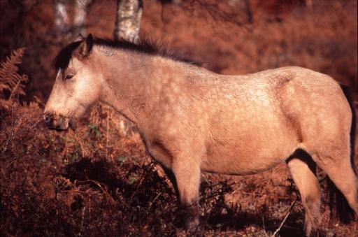 woodland pony