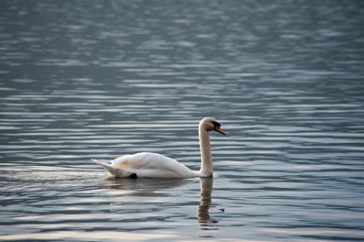 swan gliding on a calm lake surface