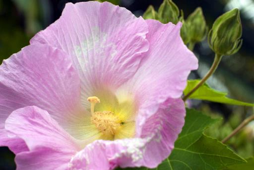 climbing flower