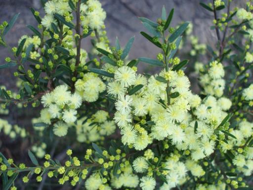 wattle blossom