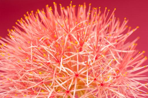 blood lily flower