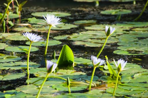soft blue purple water lily flowers
