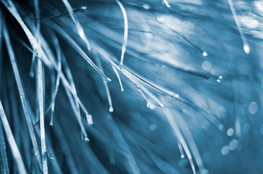 Ethereal soft focus background of blades of wet grass with suspended water droplets and copyspace