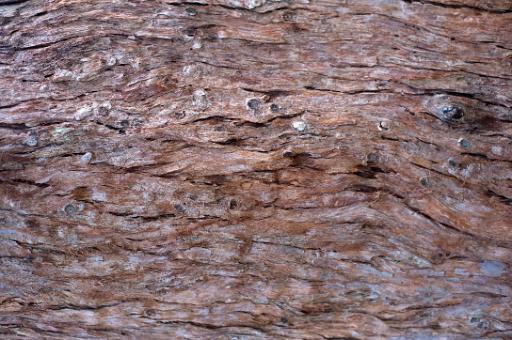 Background texture of natural rough bark covering the trunk of a tree with cracks and a flaking surface