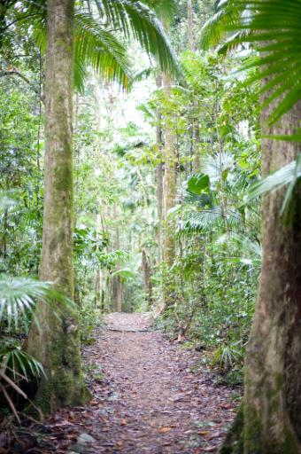 Deserted rainforest path leading between beautiful lush green tropical vegetation and palm trees
