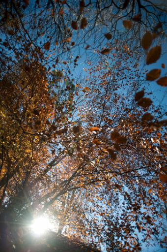 sun rising through autumn trees